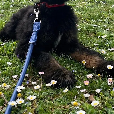 호텔 캐럿 바젤/바일 암 라인 4*