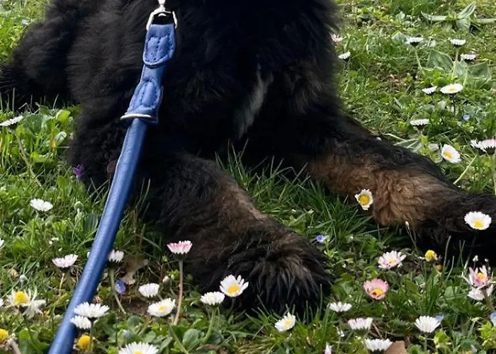 Hotel Carathotel Basel/weil Am Rhein 4*